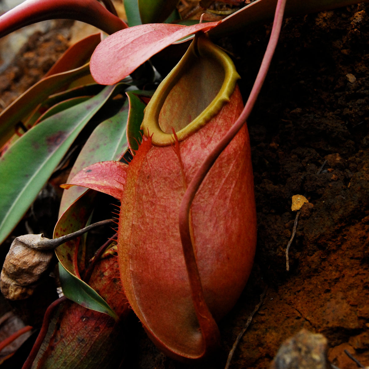 Nepenthes Merrilliana Seeds