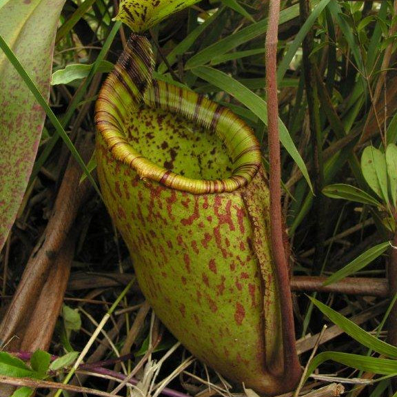 Nepenthes Palawanensis Seeds