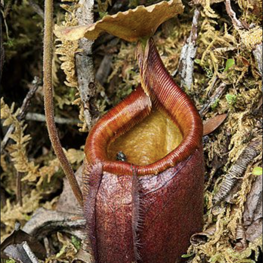 Nepenthes Gantungensis Seeds