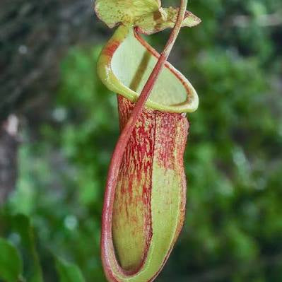 Nepenthes Megastoma Seeds