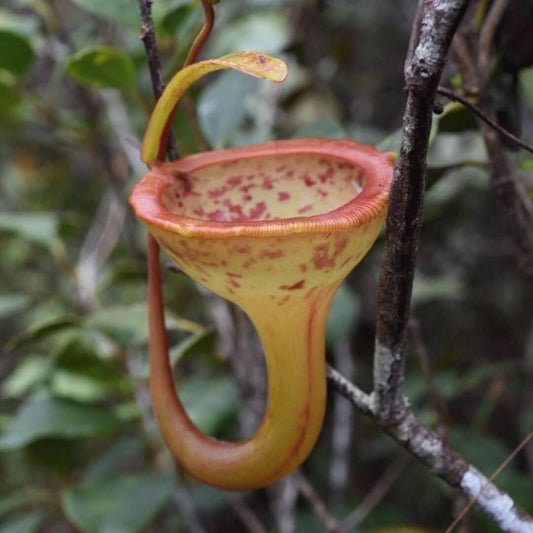 Nepenthes Jamban Seeds