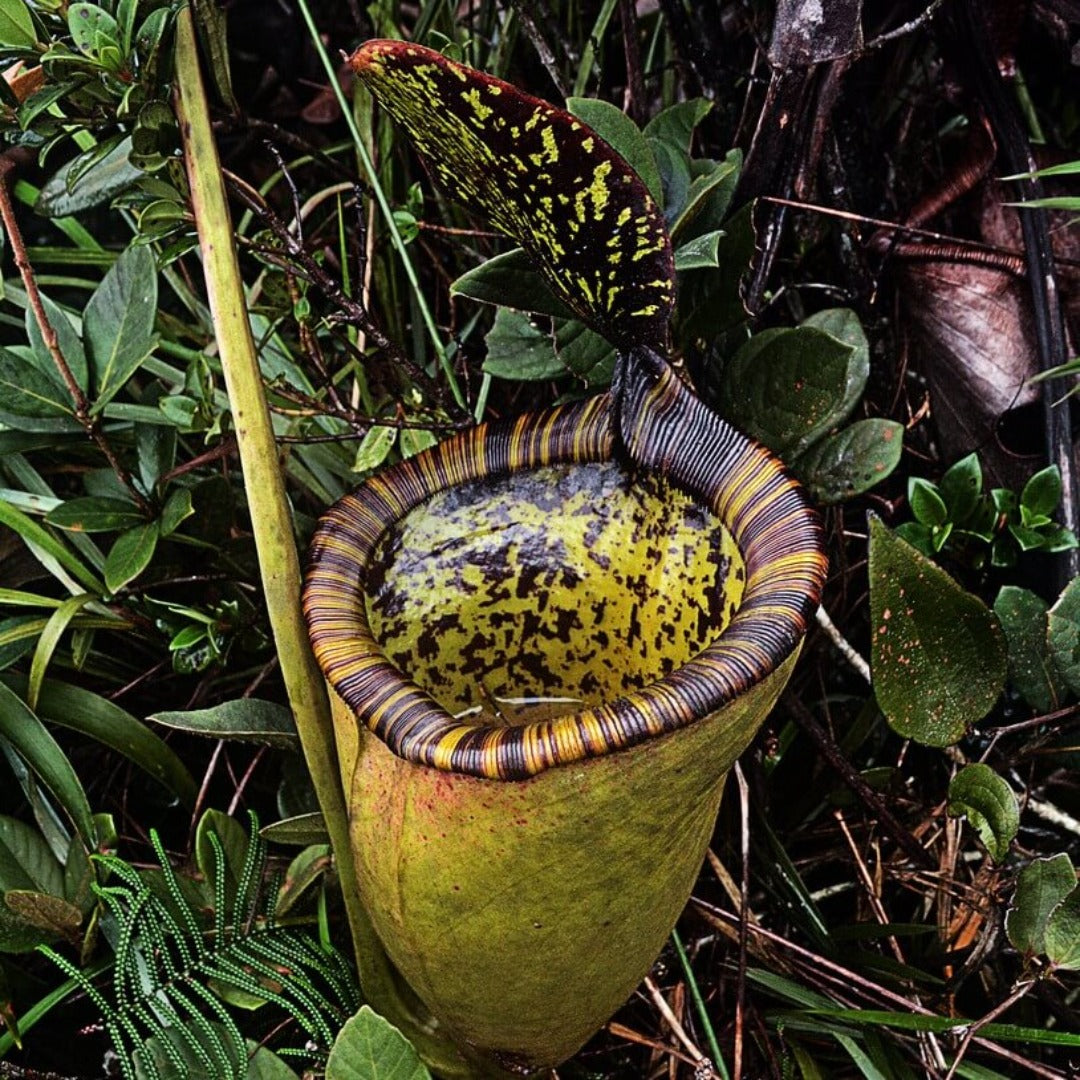 Nepenthes Attenboroughii Seeds