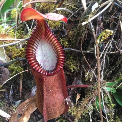 Nepenthes Diabolica Seeds