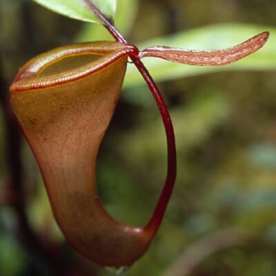 Nepenthes Dubia Seeds