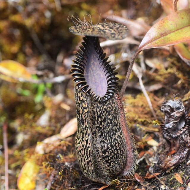 Nepenthes Hamata Seeds