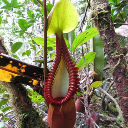 Nepenthes Macrophylla Seeds