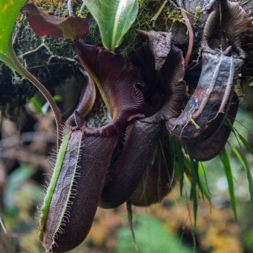 Nepenthes Nebularum Seeds