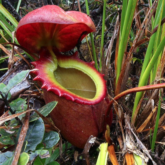 Nepenthes Rajah Seeds