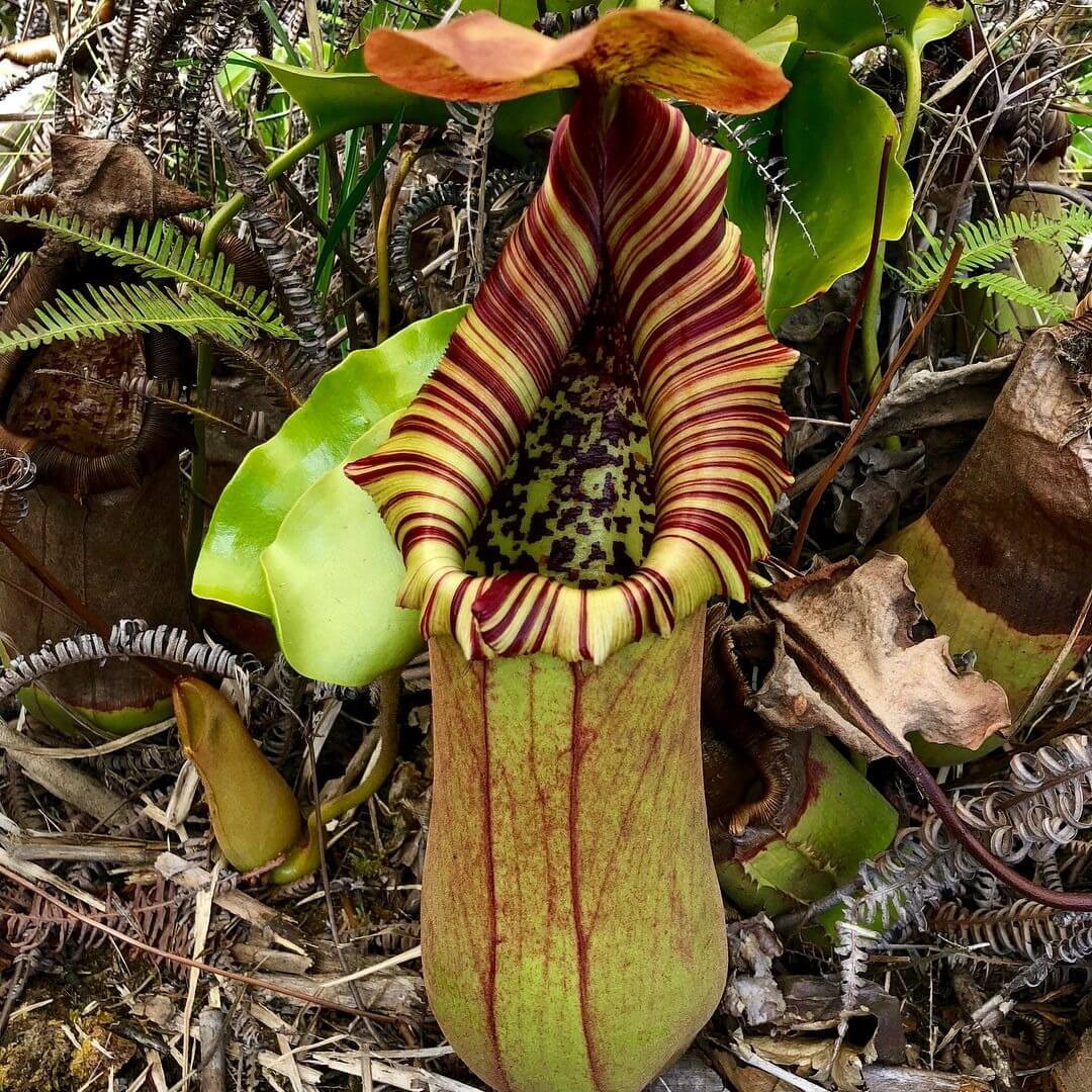 Nepenthes Truncata (Giant) Seeds