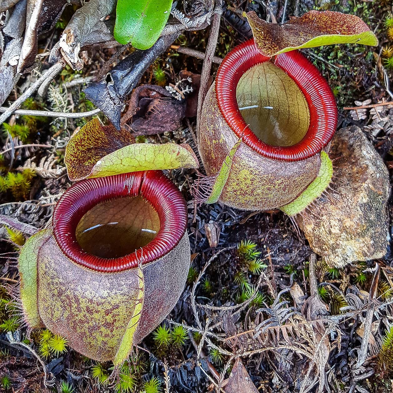 Nepenthes Undulatifolia Seeds