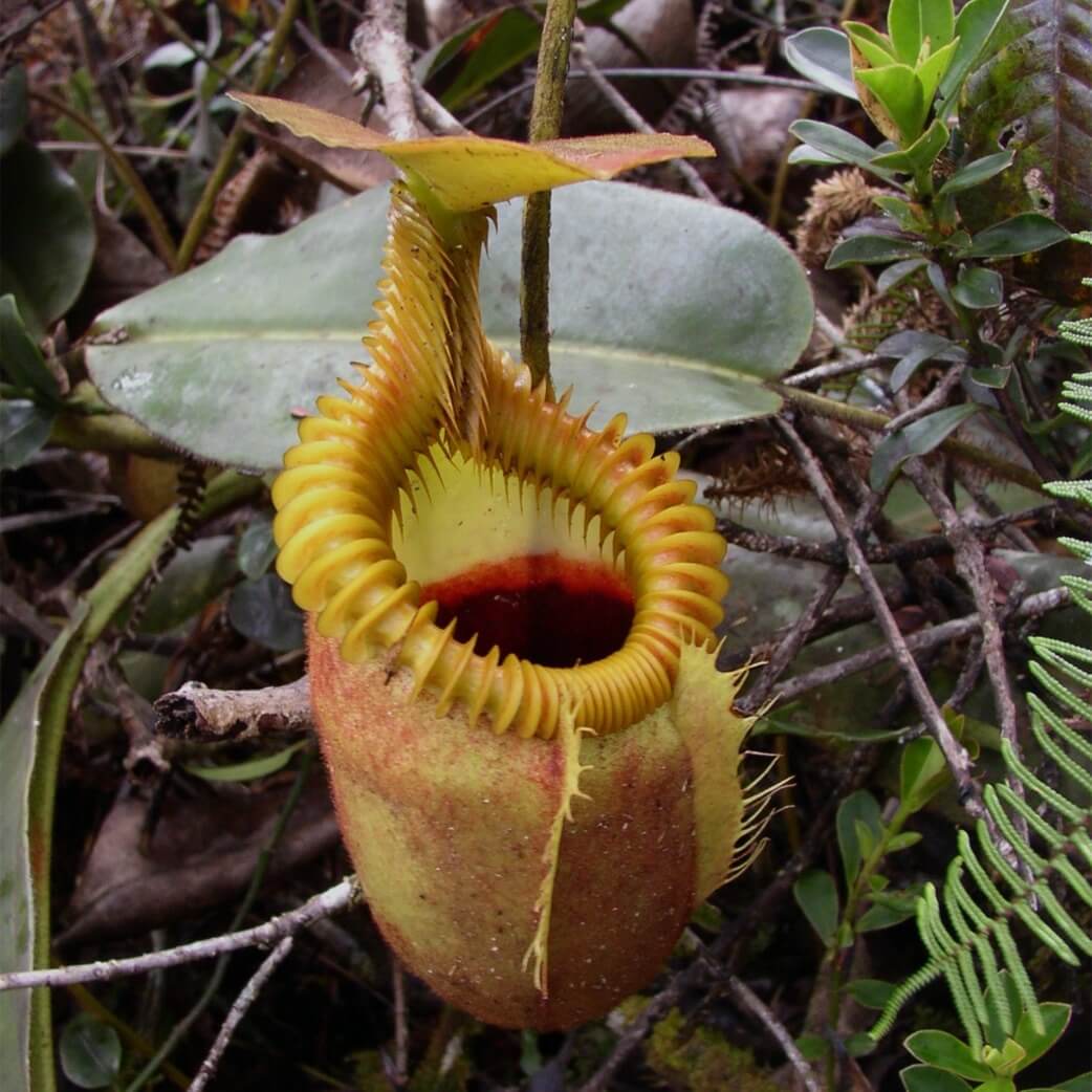 Nepenthes Villosa Seeds